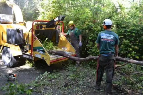 tree services Lagunitas-Forest Knolls